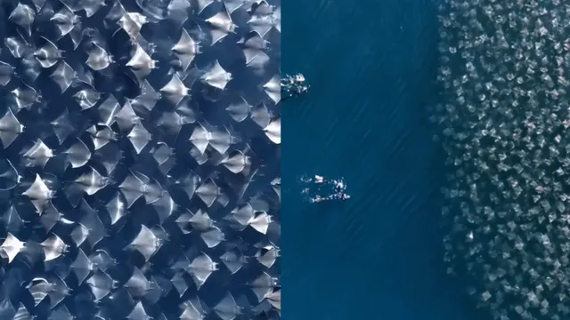 marine-divers-encounter-massive-fever-of-stingrays-viral-video-leaves-internet-awestruck